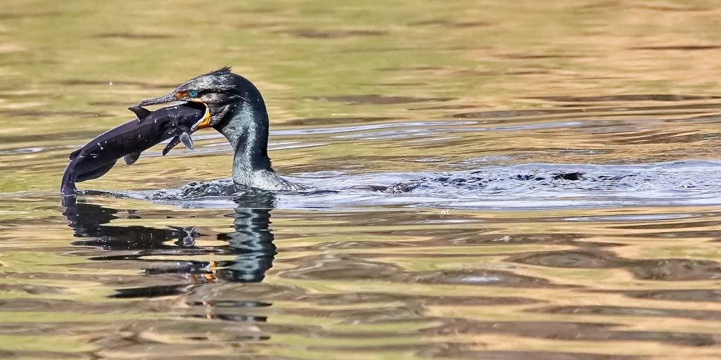 pesca de lubina con señuelos
